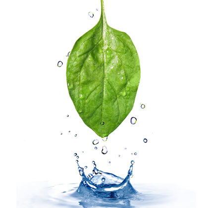 LeafWater_sm